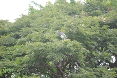 Egretta tricolor