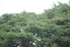 Egretta tricolor