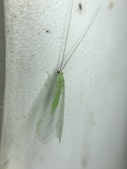 Ceraeochrysa lineaticornis