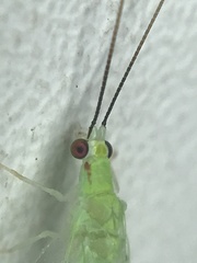 Ceraeochrysa lineaticornis