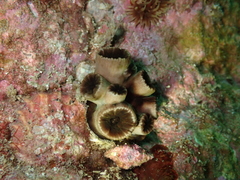 Tubastraea diaphana image
