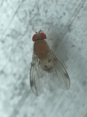 Leucophenga maculosa