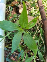 Ageratina riparia
