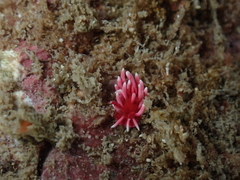 Okenia hiroi