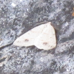 Drepanulatrix bifilata