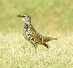 Sturnus vulgaris