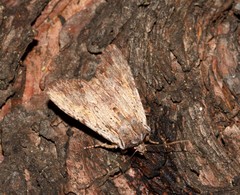 Lithophane petulca
