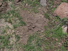 Thomomys bottae texensis