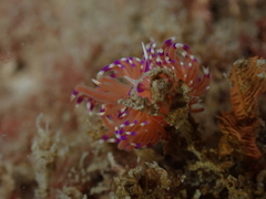 Unidentia aliciae