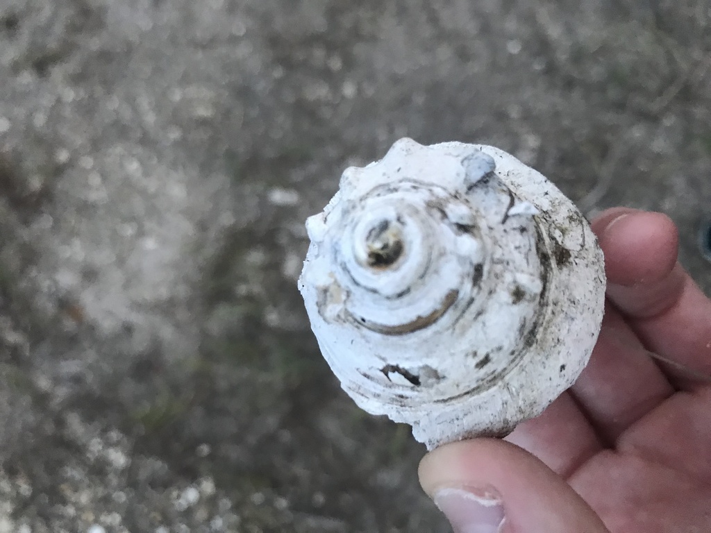 Florida Fighting Conch from Royal Palm Beach, FL, US on October 6, 2021 ...