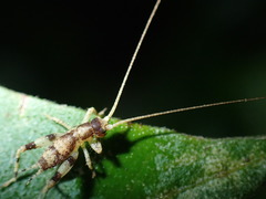Gryllidea