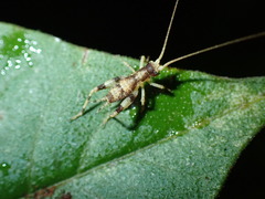 Gryllidea