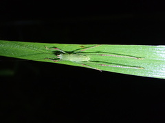 Tettigoniidae