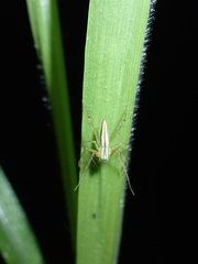 Oxyopes