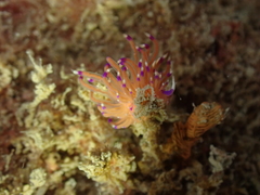 Unidentia aliciae
