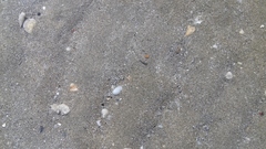Pomatoschistus marmoratus
