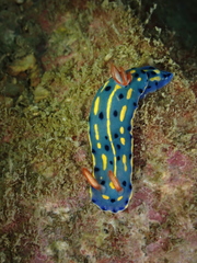 Hypselodoris festiva