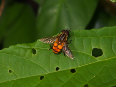 Mesembrius bengalensis