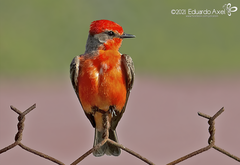 Pyrocephalus rubinus mexicanus