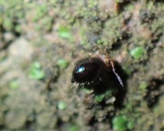 Symphypleona