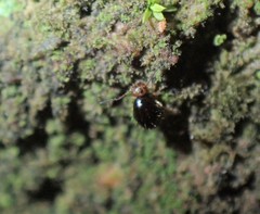 Symphypleona