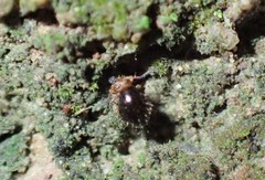 Symphypleona