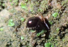 Symphypleona