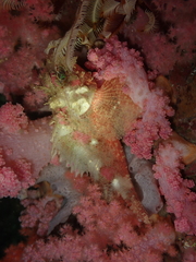 Scorpaena jacksoniensis