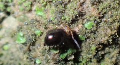 Symphypleona