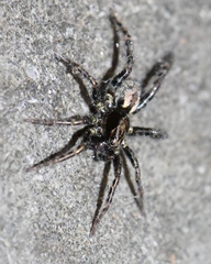 Allocosa subparva