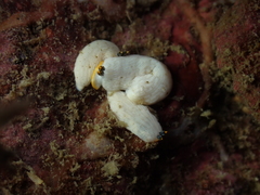 Dermatobranchus primus