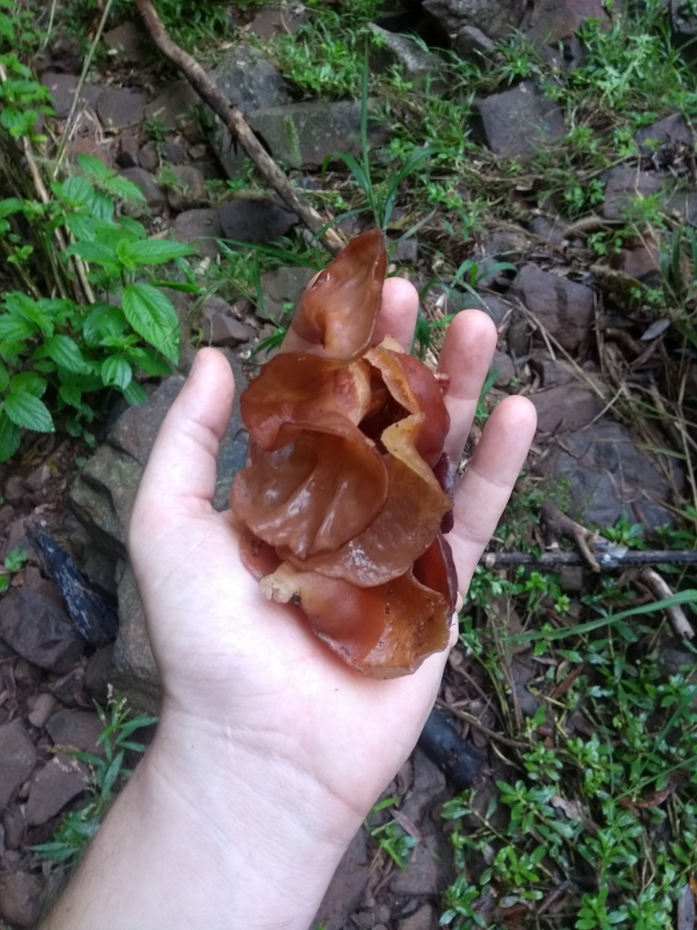 Auricularia fuscosuccinea · April 2019 · photo: © piterkeo (iNaturalist, cc-by-sa)