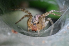Agelenidae