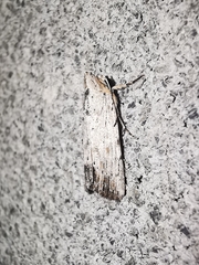 Catabena lineolata