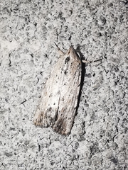 Catabena lineolata