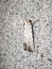 Catabena lineolata