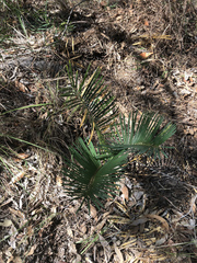 Cycas megacarpa