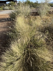 Aristida ternipes gentilis