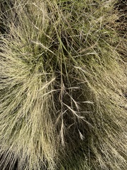 Aristida ternipes gentilis