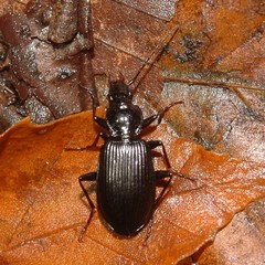 Platynus decentis