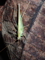 Tettigoniidae