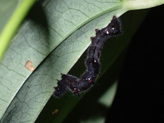 Lepidoptera