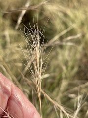 Aristida ternipes gentilis