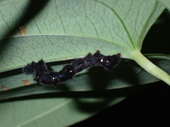 Lepidoptera