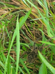 Dolomedes dondalei