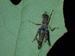 Acrididae