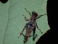 Acrididae