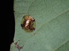 Aspidimorpha sanctaecrucis