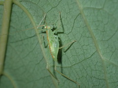 Tettigoniidae