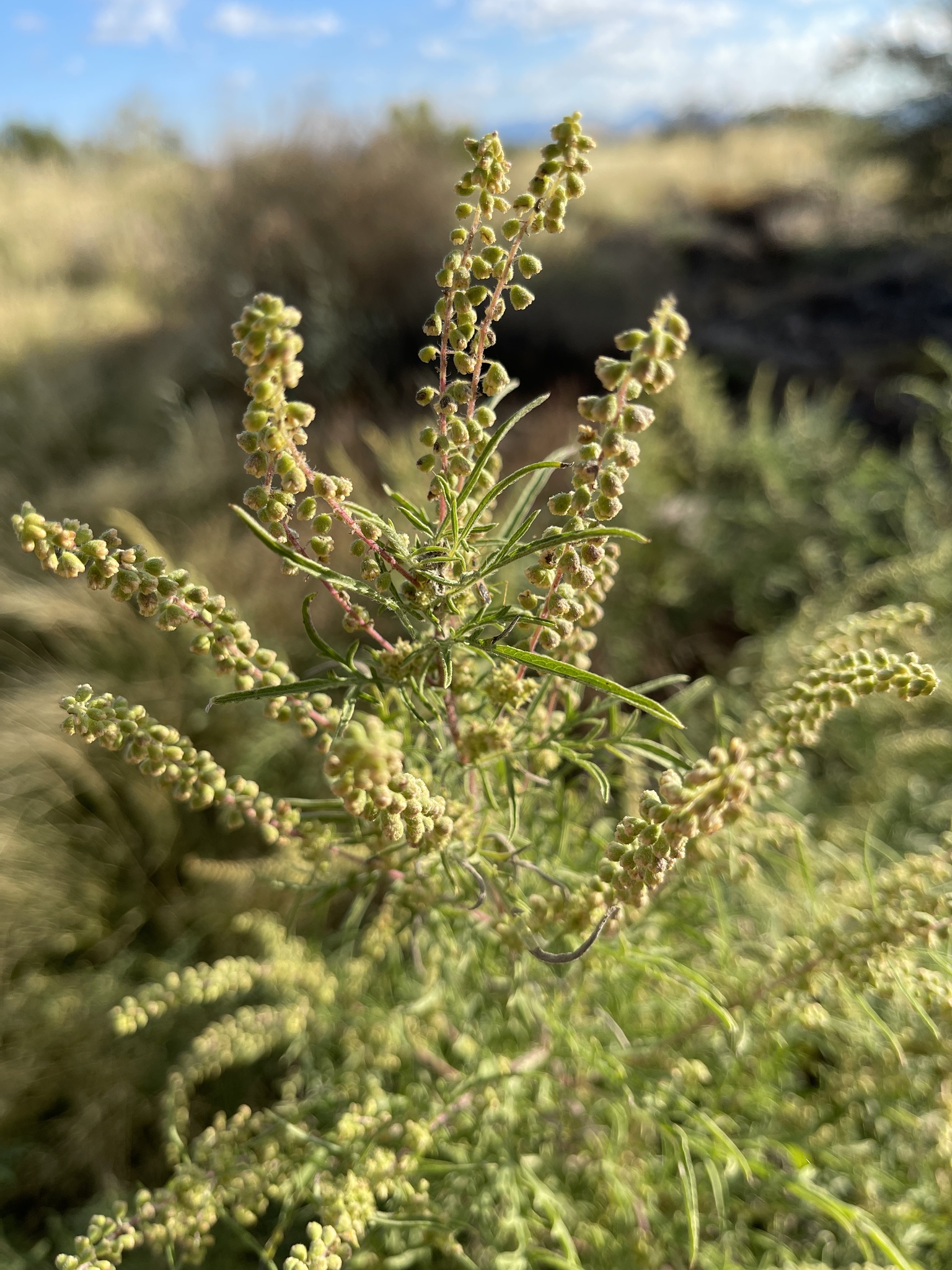 Ambrosia confertiflora